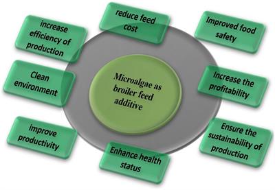 Algae as an alternative source of protein in poultry diets for sustainable production and disease resistance: present status and future considerations
